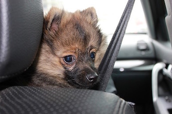 Petit chien en voiture avec la ceinture de sécurité